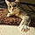 Tigress