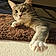 Tigress