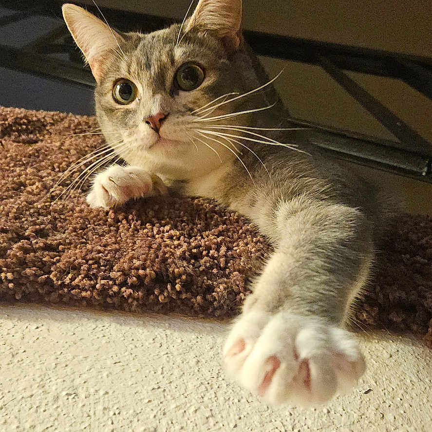 Tigress