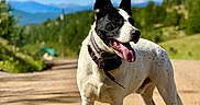 Jack is registered to the contest to win money with this photo: dog, black_and_white, standing, outdoors, mountain, mountains, road, dirt_road, landscape, scenic, nature, blue_sky, clouds, greenery, sunlight, collar, leash, tongue_out, animal_portrait, rural