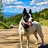 dog, black_and_white, standing, outdoors, mountain, mountains, road, dirt_road, landscape, scenic, nature, blue_sky, clouds, greenery, sunlight, collar, leash, tongue_out, animal_portrait, rural