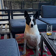 Jack is registered to the contest to win money with this photo: dog, pet, black_and_white, sitting, upright, pointed_ears, short_hair, outdoor, patio, deck, backyard, furniture, cushions, coffee_table, glass, drink, rug, fence, trees, portrait