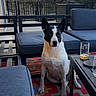 dog, pet, black_and_white, sitting, upright, pointed_ears, short_hair, outdoor, patio, deck, backyard, furniture, cushions, coffee_table, glass, drink, rug, fence, trees, portrait