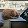cat, ginger_cat, fluffy, sleeping, curled_up, windowsill, window, sunlight, indoor, pet, furry, orange, relaxed, nap, resting, rooftops, home, cozy, portrait, animal