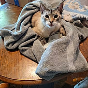 Charlie B joined the competition — help win amazing prizes! animal, blanket, box, cat, comfort, cozy, curious, domestic, ears, eyes, feline, fur, household, indoor, mouth, pet, table, towel, whiskers, wood