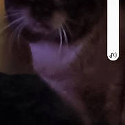 Ramsey is registered to the contest to win money with this photo: animal, background, blur, blurry, cat, closeup, dark, domestic, face, feline, fur, indoor, low_light, mammal, pet, quiet, shadow, soft, whiskers