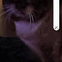 animal, background, blur, blurry, cat, closeup, dark, domestic, face, feline, fur, indoor, low_light, mammal, pet, quiet, shadow, soft, whiskers