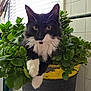 cat, black_and_white, plant, greenery, planter, yellow_pot, indoor, curious, feline, whiskers, paw, relaxed, fur, pet, window_blinds, tile_wall, domestic_animal, close_up, cute, houseplant