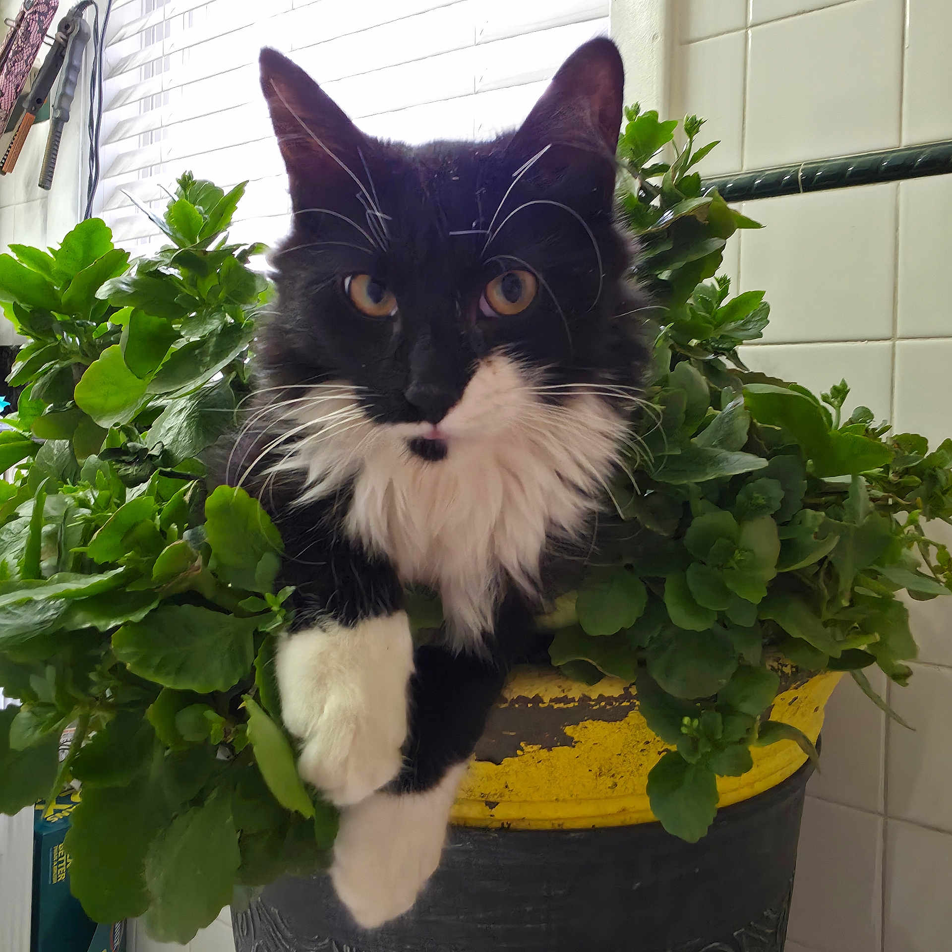 Jeepers is registered to the contest to win money with this photo: black_and_white, cat, close_up, curious, cute, domestic_animal, feline, fur, greenery, houseplant, indoor, paw, pet, plant, planter, relaxed, tile_wall, whiskers, window_blinds, yellow_pot