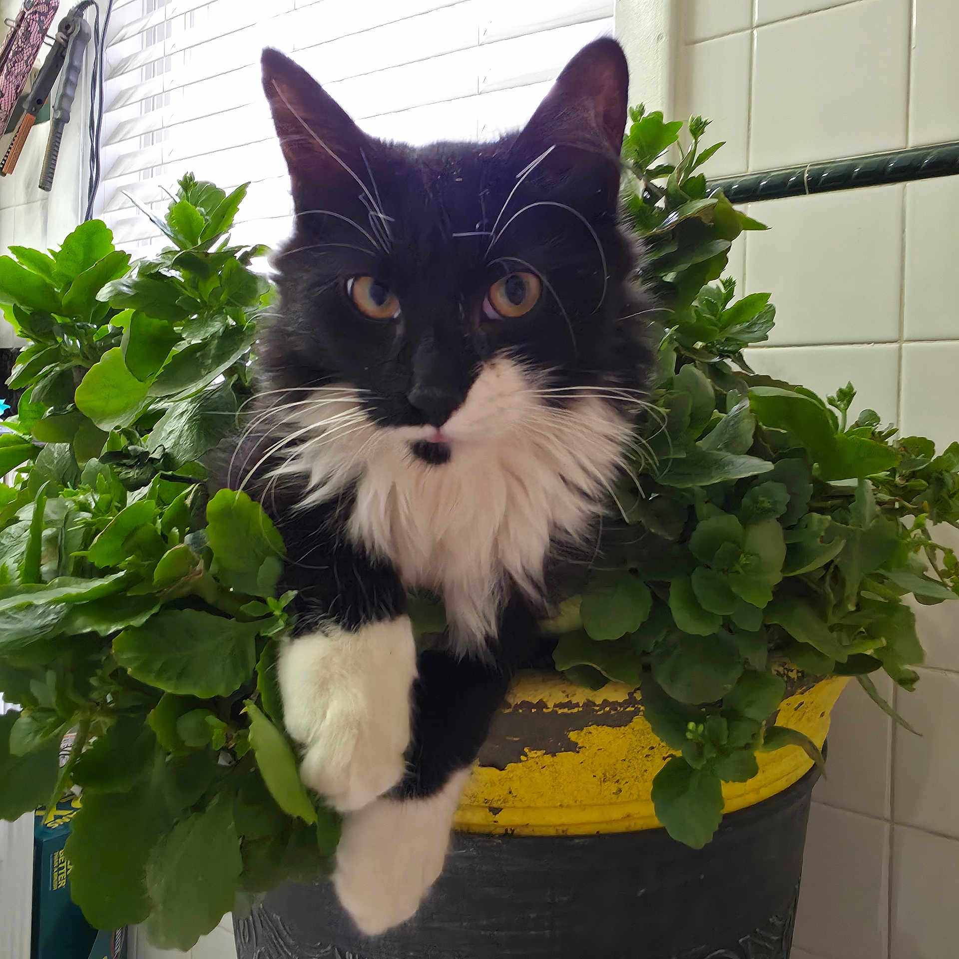Jeepers is registered to the contest to win money with this photo: cat, black_and_white, plant, greenery, planter, yellow_pot, indoor, curious, feline, whiskers, paw, relaxed, fur, pet, window_blinds, tile_wall, domestic_animal, close_up, cute, houseplant