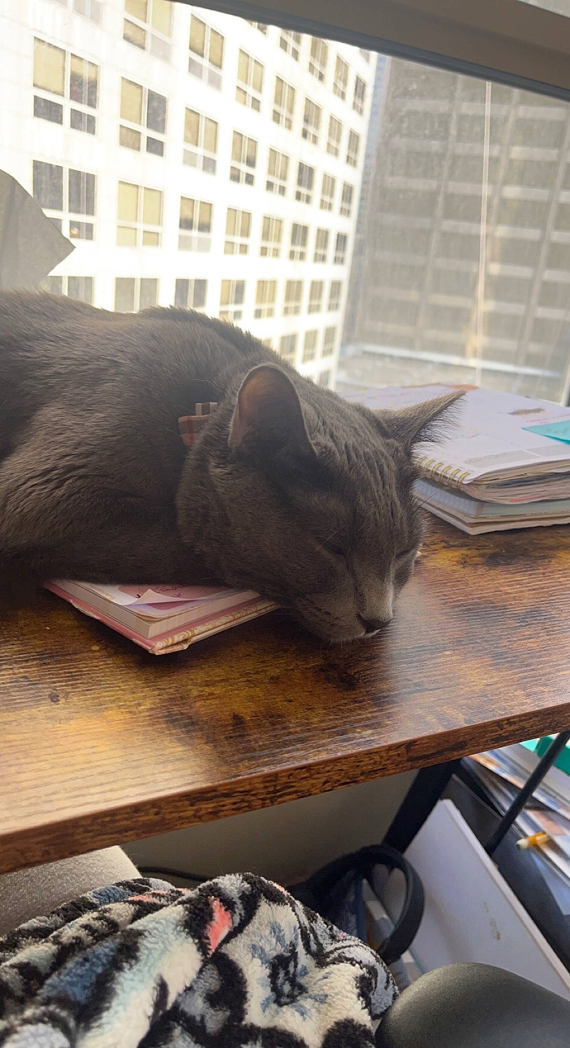 Owen joined the competition — help win amazing prizes! black_cat, building, carnivore, cat, comfort, domestic_short_haired_cat, felidae, flooring, fur, grey, hardwood, mammal, small_to_medium_sized_cats, snout, table, tail, vertebrate, whiskers, window, wood