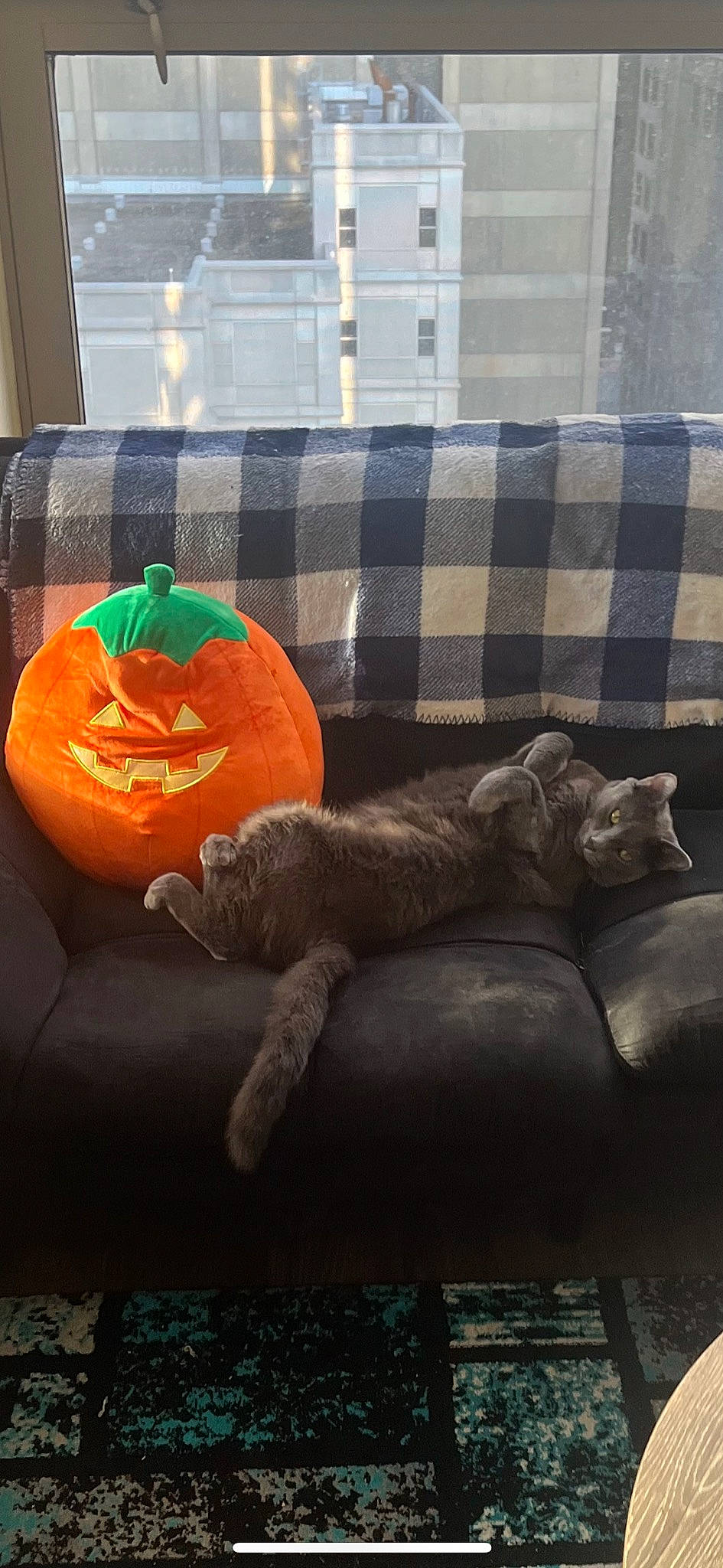 Owen is registered to the contest to win money with this photo: calabaza, carnivore, cat, comfort, couch, cucurbita, felidae, gourd, grey, jack_o_lantern, mammal, orange, plant, pumpkin, small_to_medium_sized_cats, squash, tints_and_shades, vegetable, whiskers, winter_squash