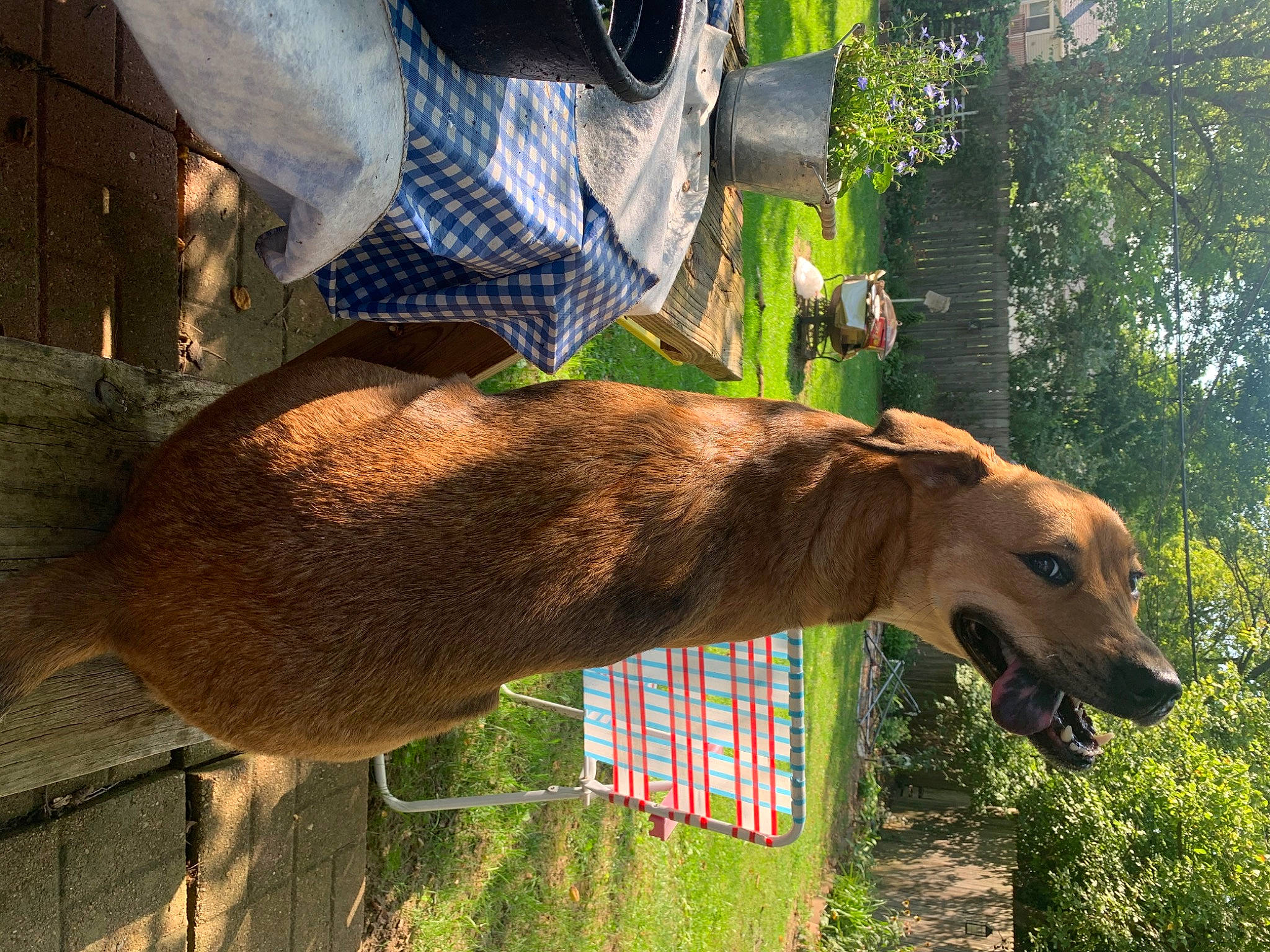 Abby joined the competition — help win amazing prizes! canidae, carnivore, collar, companion_dog, dog, dog_breed, dog_collar, fawn, grass, leash, liver, plant, snout, sporting_group, tail, terrestrial_animal, tree, whiskers, wildlife, working_animal