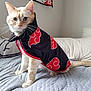 cat, animal, pet, clothing, costume, bed, quilt, pillow, indoor, feline, sitting, fur, ears, whiskers, tail, cute, alert, light, fabric, home