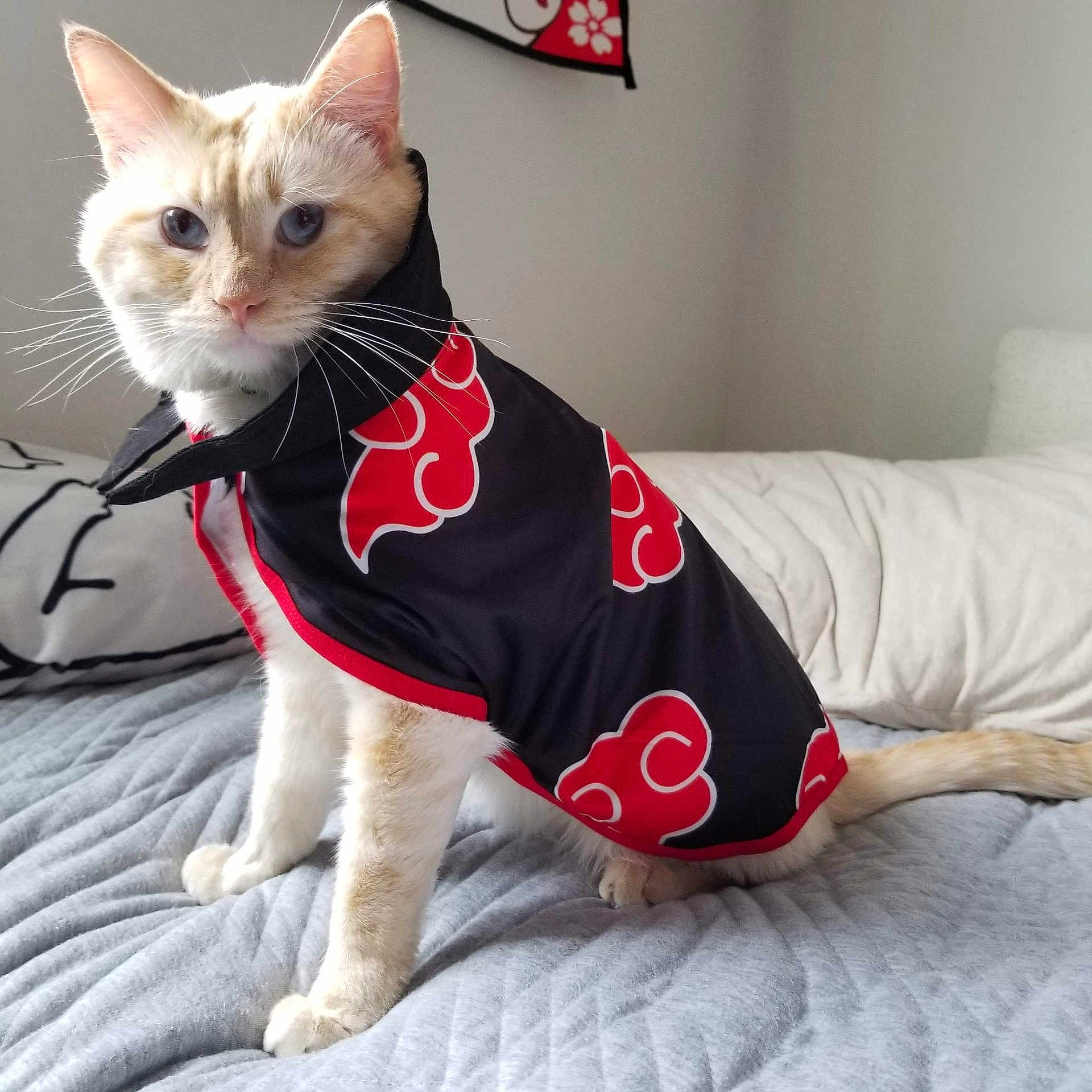 Artemis joined the competition — help win amazing prizes! cat, animal, pet, clothing, costume, bed, quilt, pillow, indoor, feline, sitting, fur, ears, whiskers, tail, cute, alert, light, fabric, home