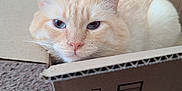 Artemis joined the competition — help win amazing prizes! cat, cardboard_box, carpet, indoor, pet, feline, relaxed, cream_color, whiskers, ears, nose, fur, home, close_up, resting, cute, animal, domestic_animal, box, cozy