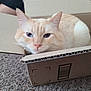 cat, cardboard_box, carpet, indoor, pet, feline, relaxed, cream_color, whiskers, ears, nose, fur, home, close_up, resting, cute, animal, domestic_animal, box, cozy