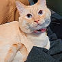 Artemis is registered to the contest to win money with this photo: cat, cream_colored, blue_eyes, collar, bell, indoor, feline, pet, fur, whiskers, curious, relaxed, close_up, domestic_animal, cozy, fabric, soft, animal_face, cute, sitting