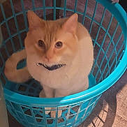 Artemis is registered to the contest to win money with this photo: cat, orange_cat, laundry_basket, plastic_basket, pet, indoor, floor, curious, feline, animal, domestic_cat, sitting, looking_up, orange_fur, whiskers, collar, home, cozy, shadow, blue
