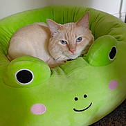 Artimis is registered to the contest to win money with this photo: cat, cream_colored_cat, blue_eyes, pet_bed, frog_shaped_bed, plush_bed, green_bed, carpet, indoor, resting_cat, cute, animal, feline, cozy, soft_texture, smiling_face, decor, relaxed, pet, animal_bed