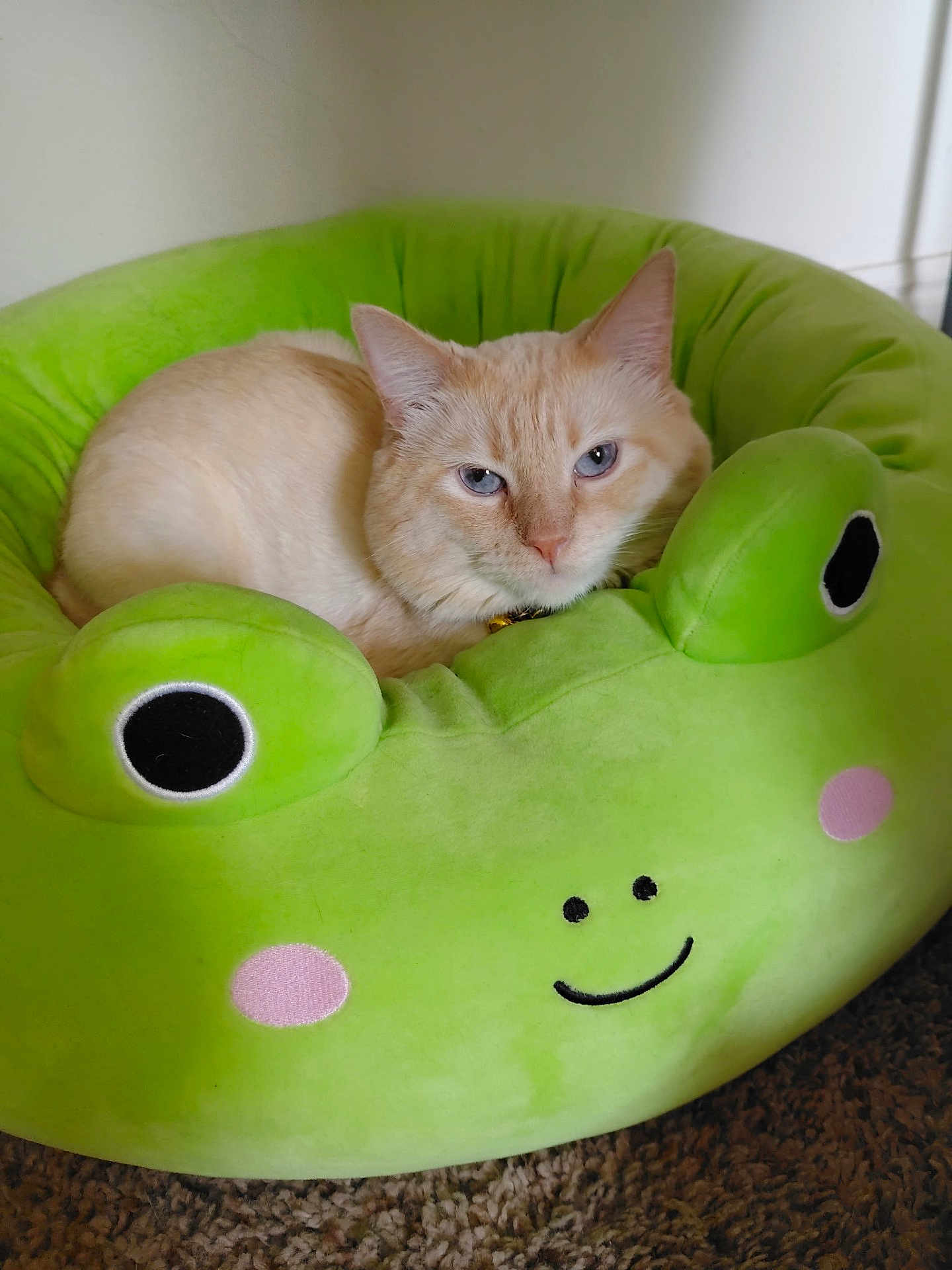 Artimis is registered to the contest to win money with this photo: cat, cream_colored_cat, blue_eyes, pet_bed, frog_shaped_bed, plush_bed, green_bed, carpet, indoor, resting_cat, cute, animal, feline, cozy, soft_texture, smiling_face, decor, relaxed, pet, animal_bed
