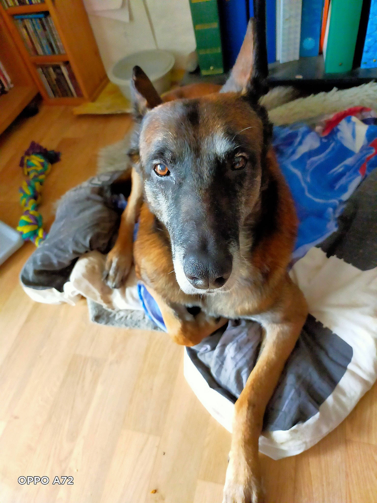 Drago a rejoint le concours — aidez-le/la à gagner de superbes lots ! carnivore, collar, companion_dog, dog, dog_breed, dog_supply, ear, fawn, flooring, hardwood, houseplant, pet_supply, picture_frame, snout, sporting_group, terrestrial_animal, wood, wood_flooring, working_animal, working_dog