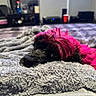 dog, black_dog, pink_fur, blanket, bed, cozy, indoor, living_room, television, blurred_background, pet, resting, sleepy, fur, close_up, soft_texture, relaxation, home, cute, animal