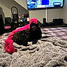 dog, black_dog, pink_hair, mohawk, blanket, bed, television, tv_show, indoor, living_room, furniture, shelf, bottle, remote_control, couch, household_items, pet, fur, relaxing, colorful