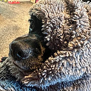 Bella joined the competition — help win amazing prizes! dog, black_dog, blanket, cozy, indoor, carpet, furniture, soft_texture, close_up, pet, resting, snuggled, warm, fur, nose, eye, blanket_wrapped, home, comfort, relaxed