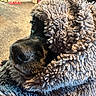 dog, black_dog, blanket, cozy, indoor, carpet, furniture, soft_texture, close_up, pet, resting, snuggled, warm, fur, nose, eye, blanket_wrapped, home, comfort, relaxed