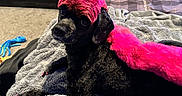 Bella is registered to the contest to win money with this photo: dog, black_dog, pink_hair, dyed_fur, blanket, bed, remote_control, carpet, dresser, furniture, indoor, pet, curious, lying_down, home, cozy, fur, colored_hair, looking_back, animal