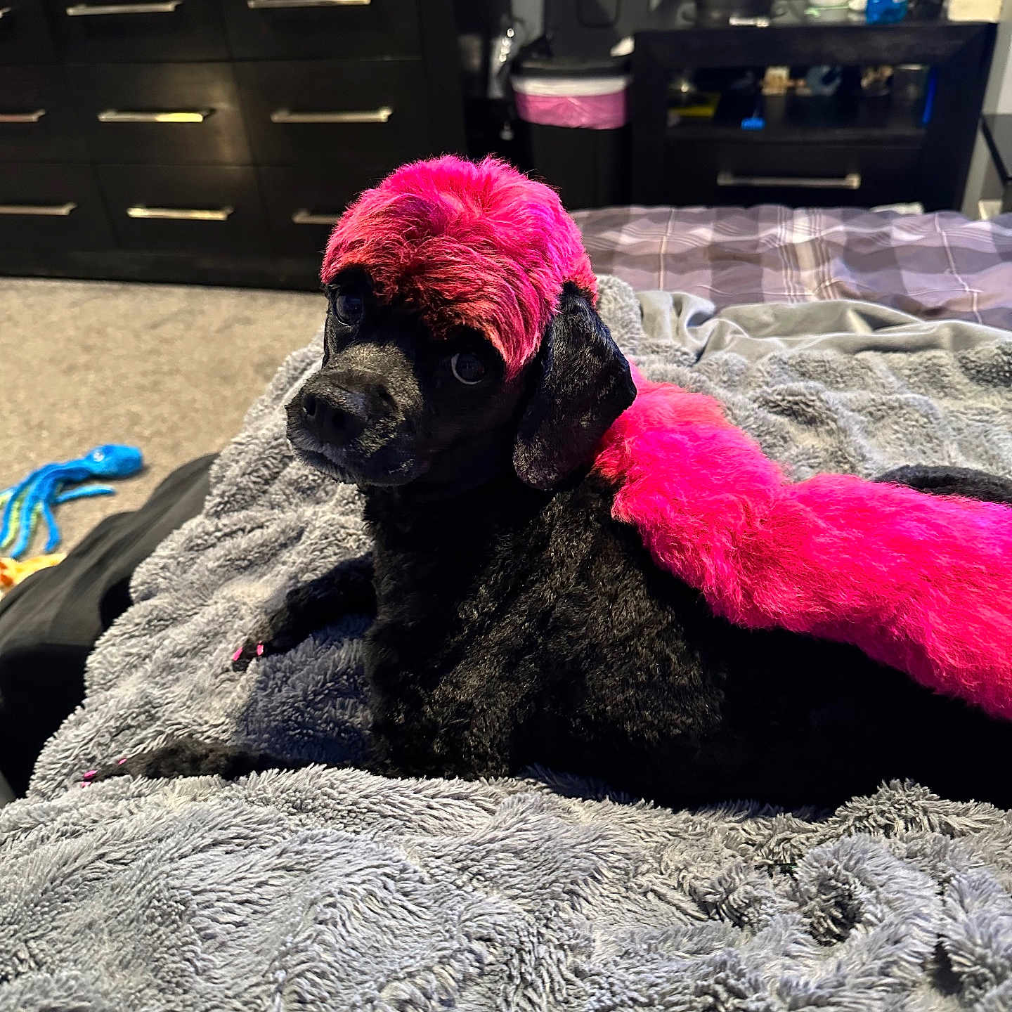 Bella
