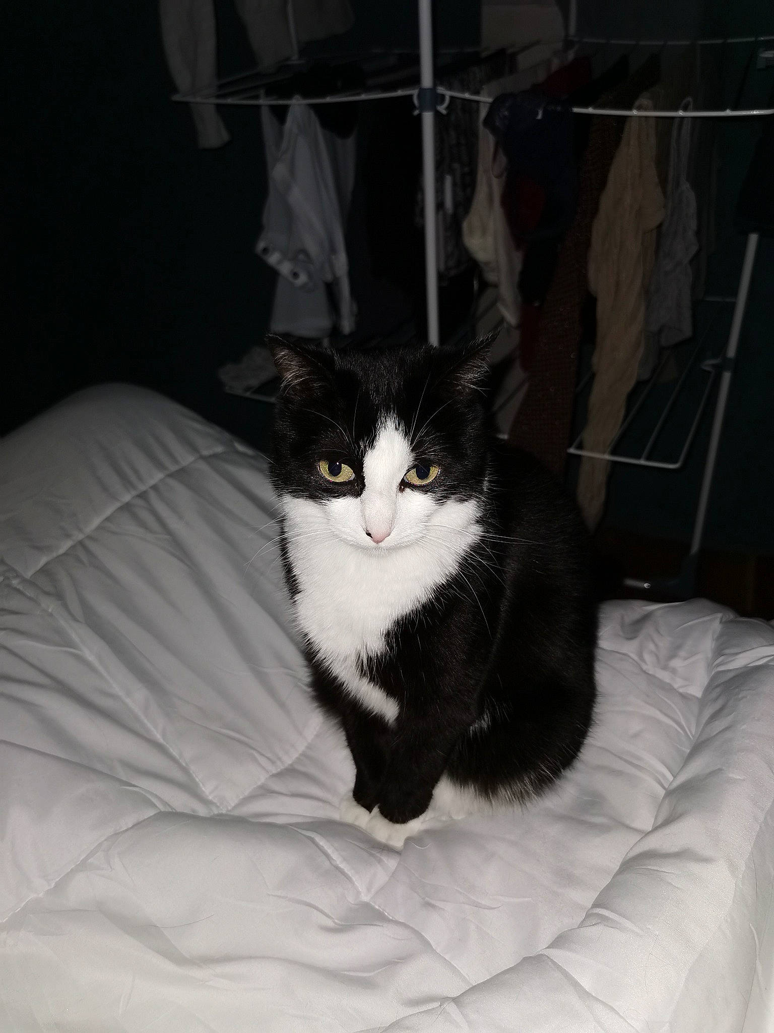 Chipie participe au concours pour gagner de l'argent avec cette photo : black_cat, carnivore, cat, comfort, darkness, domestic_short_haired_cat, felidae, formal_wear, fur, grey, linens, monochrome, monochrome_photography, room, sitting, small_to_medium_sized_cats, snout, tail, terrestrial_animal, whiskers