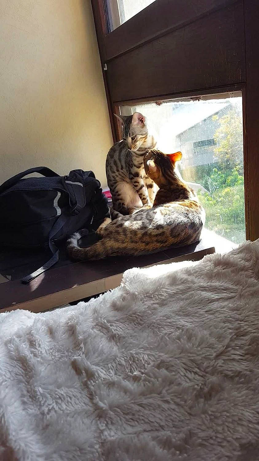 Looping participe au concours pour gagner de l'argent avec cette photo : cat, fawn, felidae, room