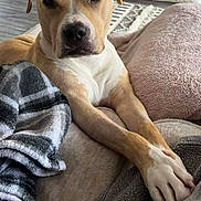 Charlie joined the competition — help win amazing prizes! dog, lounge, blanket, couch, holiday, pillows, indoor, cozy, relaxed, fur, pet, comfort, living_room, decor, snuggle, canine, brown, white, floor, home