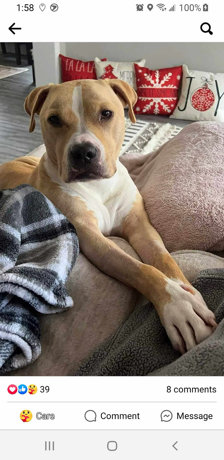 Charlie joined the competition — help win amazing prizes! dog, lounge, blanket, couch, holiday, pillows, indoor, cozy, relaxed, fur, pet, comfort, living_room, decor, snuggle, canine, brown, white, floor, home