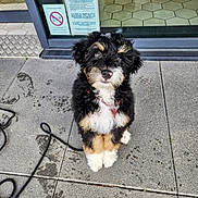 Achille participe au concours pour gagner de l'argent avec cette photo : puppy, dog, black_fur, white_fur, brown_fur, sitting, sidewalk, wet_floor, footprints, glass_door, sign, leash, cable, outdoor, pet, cute, animal, young, looking_up, furry