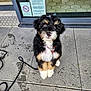 puppy, dog, black_fur, white_fur, brown_fur, sitting, sidewalk, wet_floor, footprints, glass_door, sign, leash, cable, outdoor, pet, cute, animal, young, looking_up, furry