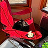 Harrison joined the competition — help win amazing prizes! animal, black_cat, corner, cozy, cup_holder, daylight, folding_chair, furniture, home, indoor, pet, plastic_storage_bin, plush_toy, red_chair, relaxing, resting, shadow, sunlight, window, wooden_floor