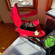 Harrison joined the competition — help win amazing prizes! animal, black_cat, casual, cat, comfortable, cozy, domestic, folding_chair, furniture, home, indoor, pet, plastic_storage_bin, red_chair, relaxing, resting, sunlight, sunny, window, wooden_floor