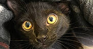 Harrison is registered to the contest to win money with this photo: animal, black_cat, blanket, cat, closeup, cozy, curious, cute, eyes, face, feline, fur, indoor, kitten, pet, resting, soft, texture, warm, whiskers