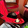 Harrison joined the competition — help win amazing prizes! animal, black_cat, cat, cozy, curled_up, daylight, folding_chair, furniture, home, indoor, pet, plastic_container, red_chair, relaxing, resting, shadow, storage_bin, sunlight, window, wood_floor