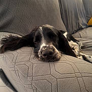 Aramis participe au concours pour gagner de l'argent avec cette photo : black_and_white, close_up, couch, cushions, dog, floppy_ears, furniture, home, indoor, patterned_fabric, pet, photograph, portrait, relaxed, resting, sleeping, sofa, soft_surface, spotted_muzzle, stuffed_toy