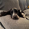 black_and_white, close_up, couch, cushions, dog, floppy_ears, furniture, home, indoor, patterned_fabric, pet, photograph, portrait, relaxed, resting, sleeping, sofa, soft_surface, spotted_muzzle, stuffed_toy