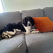Aramis participe au concours pour gagner de l'argent avec cette photo : animal, black_and_white, comfort, couch, cozy, decor, dog, domestic_animal, fur, home, indoor, living_room, looking, orange_pillow, patterned_fabric, pet, relaxing, resting, seated, toy