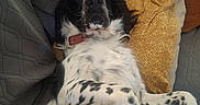 Aramis a rejoint le concours — aidez-le/la à gagner de superbes lots ! belly_up, black_and_white, collar, couch, cozy, dog, floppy_ears, funny_pose, fur, indoor, long_hair, lying_down, patterned_fabric, paws, pet, pillows, portrait, red_collar, relaxed, spotted