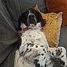 belly_up, black_and_white, collar, couch, cozy, dog, floppy_ears, funny_pose, fur, indoor, long_hair, lying_down, patterned_fabric, paws, pet, pillows, portrait, red_collar, relaxed, spotted
