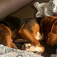 Bob participe au concours pour gagner de l'argent avec cette photo : dog, sleeping, couch, blanket, brown, black, white, paw, fur, relaxation, indoors, pet, resting, cozy, animal, snuggled, fur_texture, leather, comfort, curled_up