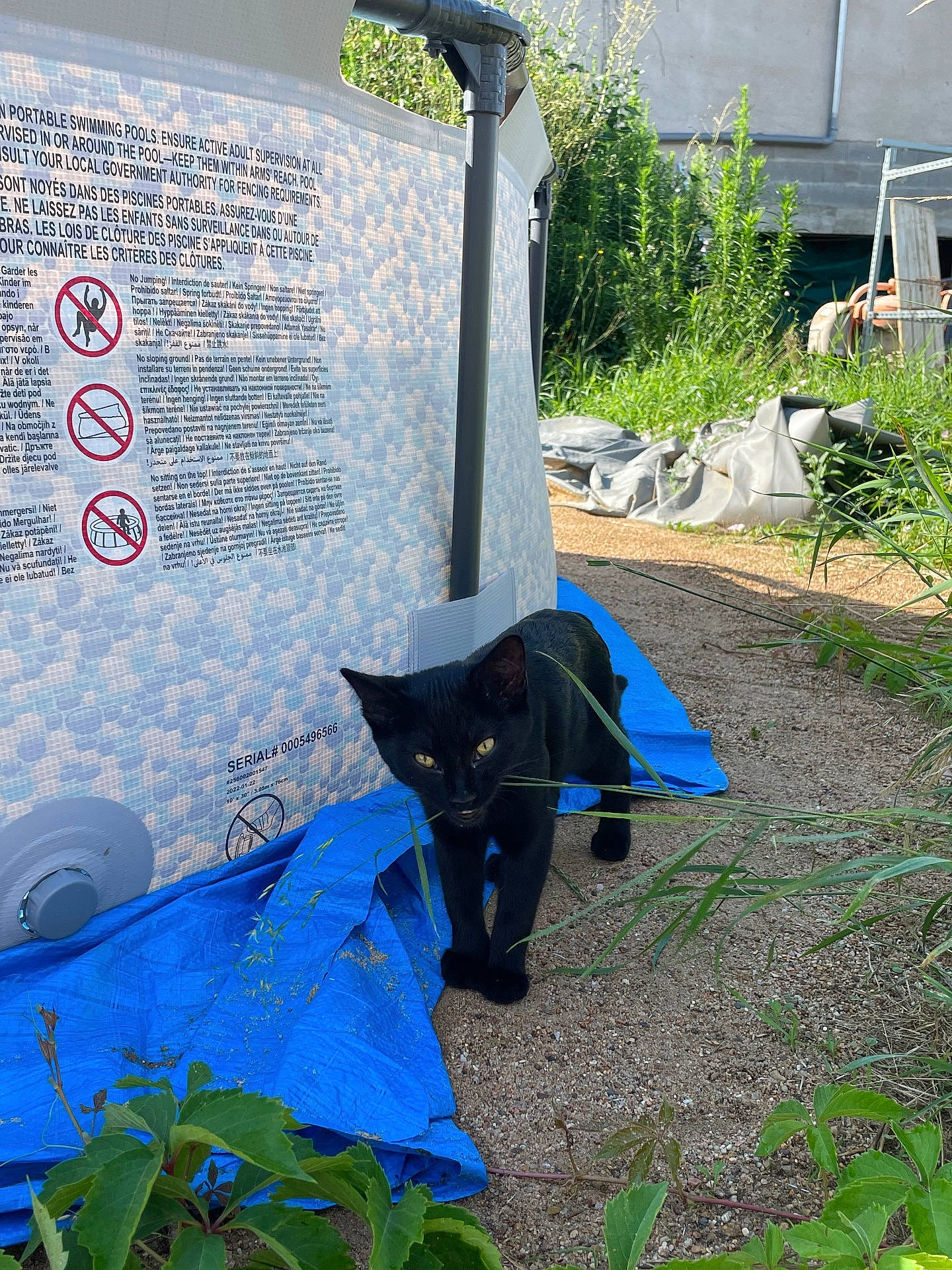 Salem participe au concours pour gagner de l'argent avec cette photo : architecture, backyard, building, city, grass, herbal, herbs, jar, nature, outdoors, plant, planter, pottedplant, pottery, shelter, slate, soil, vase, vegetation, yard