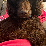 Bentley is registered to the contest to win money with this photo: dog, brown_dog, curly_fur, fluffy, pet, indoor, couch, blanket, relaxed, cozy, fur, animal, canine, home, comfort, resting, close_up, living_room, furniture, domestic_animal